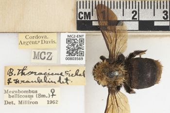 Media type: image;   Entomology 803569 Aspect: labels